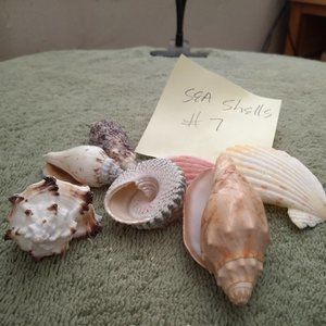 Pacific Seashell collections